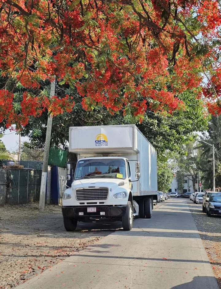 Camión de GDL Transportes bajo un tabachín en flor en una calle de Guadalajara.
